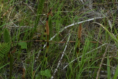 Equisetum telmateia telmateia