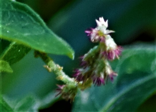 Cyathula prostrata — ảnh 3