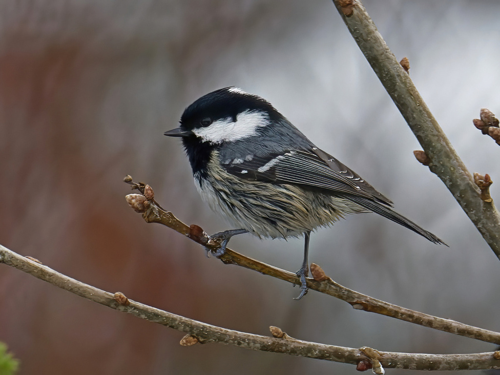 Tufted and Yellow-bellied Tits