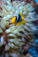 Entacmaea quadricolor