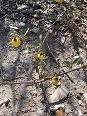 Ximenia americana