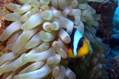 Amphiprion bicinctus