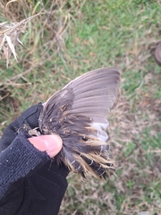 Coturnicops noveboracensis