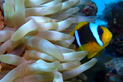 Amphiprion bicinctus