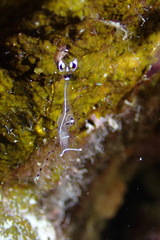 Ancylomenes longicarpus