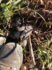 Canis lupus italicus