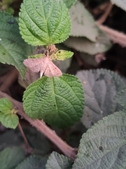 Lepidoptera