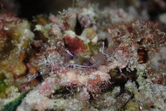 Ancylomenes longicarpus