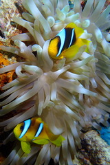 Amphiprion bicinctus