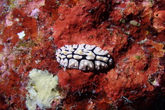 Phyllidia multifaria