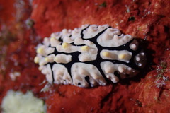 Phyllidia multifaria