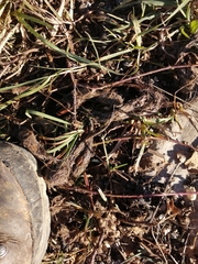 Canis lupus italicus