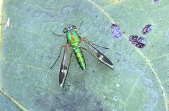 Chrysosoma vittatum