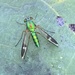 Chrysosoma vittatum - Photo (c) 周瑜,  זכויות יוצרים חלקיות (CC BY-NC), הועלה על ידי 周瑜