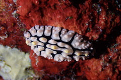 Phyllidia multifaria