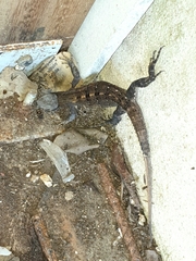 Ctenosaura similis