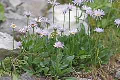 Erigeron glacialis glacialis