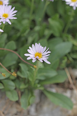 Erigeron glacialis glacialis