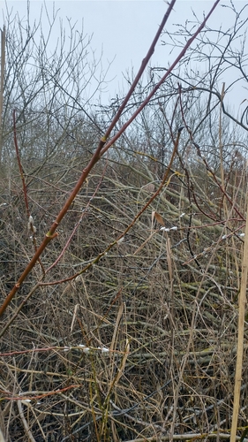 Image of Salix daphnoides by (c) Gijs Romijn, some rights reserved (CC BY)
