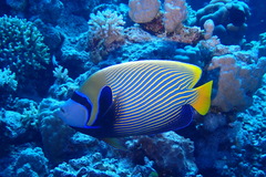 Pomacanthus imperator