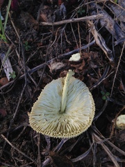 Leucocoprinus tricolor