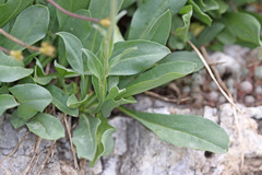 Erigeron glacialis glacialis