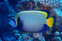 Pomacanthus imperator