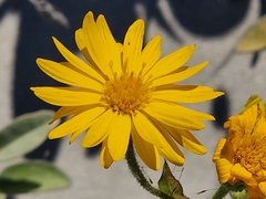 Sphagneticola trilobata