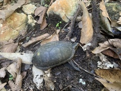 Kinosternon leucostomum