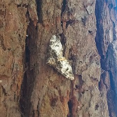 Chrysolarentia phaedra