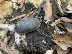 Kinosternon leucostomum