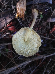 Leucocoprinus tricolor