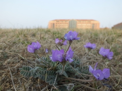 Gueldenstaedtia verna