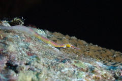 Corythoichthys nigripectus