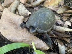 Kinosternon leucostomum