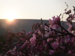 Prunus triloba