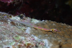 Corythoichthys nigripectus