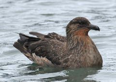 Stercorarius chilensis