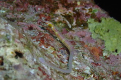 Corythoichthys nigripectus