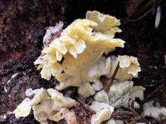 Antrodiella citrinella