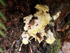 Antrodiella citrinella