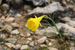 Narcissus bulbocodium