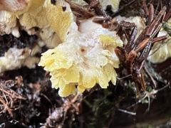 Antrodiella citrinella