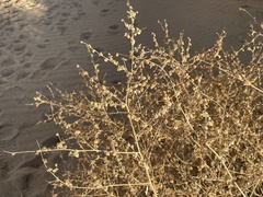 Dicoria canescens
