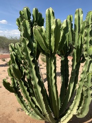 Euphorbia virosa