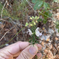 Conradina grandiflora