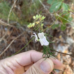 Conradina grandiflora