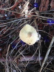 Leucocoprinus tricolor