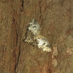 Chrysolarentia phaedra