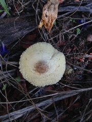 Leucocoprinus tricolor